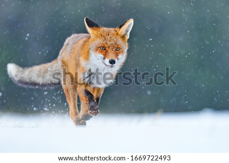 Run Fox hunting, Vulpes vulpes, wildlife scene from Europe. Orange fur coat animal in the nature habitat. Fox on the winter forest meadow, with white snow    