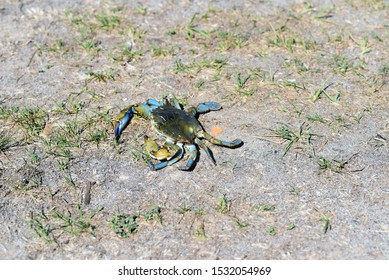 Runaway Angry Blue Clawed Crab From New Jersey Or Maryland, Escapes Crab Bushel And Runs For His Life Over The Grass.