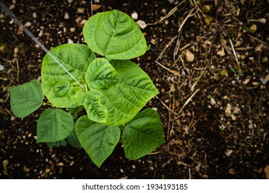 
Runner Bean Plant In Organic Farm. Top View. Green Plant Coffee Background