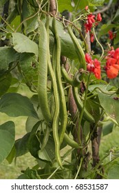 Runner Beans Crop