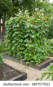 Runner Beans And French Beans Growing In An English Vegetable Garden, UK