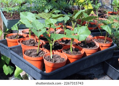 Runner beans or pole beans in pots ready for planting out in the springtime.