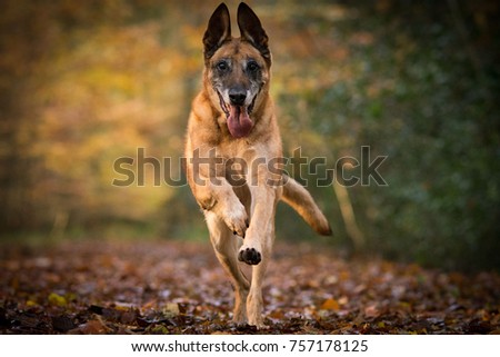 Similar – Image, Stock Photo crossbreed dog Animal