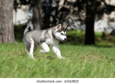 Running Alaskan Malamute Puppy