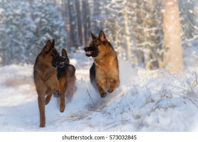 Running Angry Show Line German Shepherd In Snow