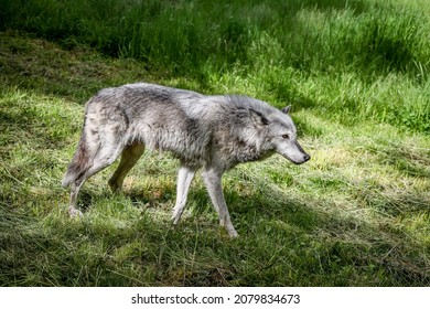 3,539 Arctic wolf run Images, Stock Photos & Vectors | Shutterstock