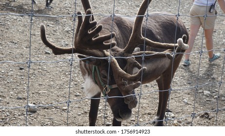running around rain deers and cage - Powered by Shutterstock