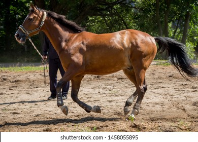 Running Bay Horse On Sand And Trainer