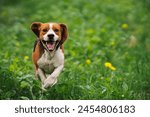 Running beagle puppy in spring grass outdoor. Cute dog on playing on nature background outside city. Adorable young doggy. High quality photo