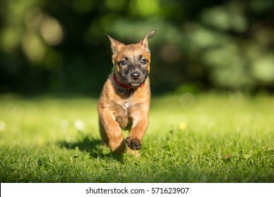 Running Belgian Shepherd Malinois Puppy  