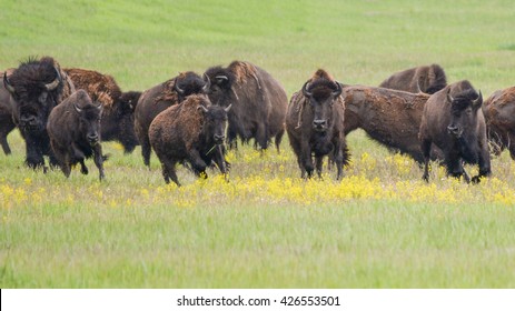 Running Bison Herd