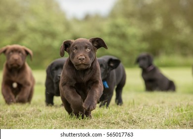 Running black and chocolate labrador retriever puppies 