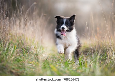Running border collie puppy in winter time