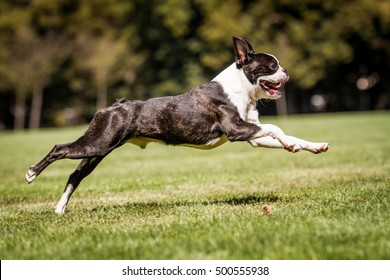 Running Boston Terrier, Running Dog