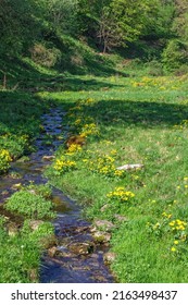 Running Brook In A Meadow With Kingcup Flowers