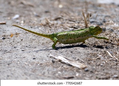 A running cameleon 