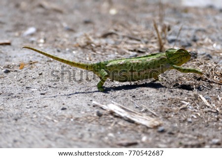 A running cameleon 