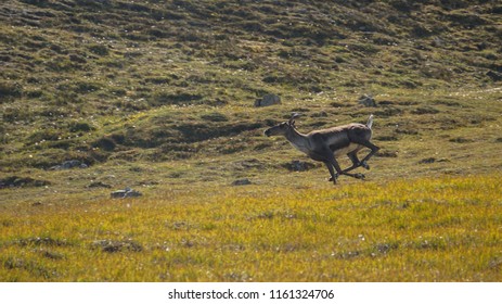 Running Caribou Denali National Park