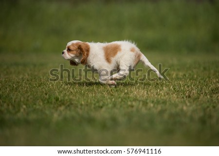 Similar – Small, blond Labrador puppy runs clumsily across the lawn, his floppy ears flying up