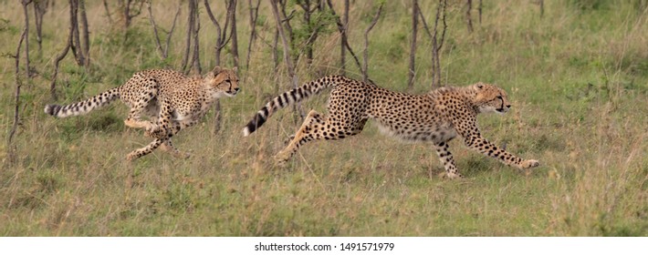 Running Cheetahs In The Masai Mara Savannah