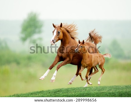 Running chestnut horse in meadow. Summer day