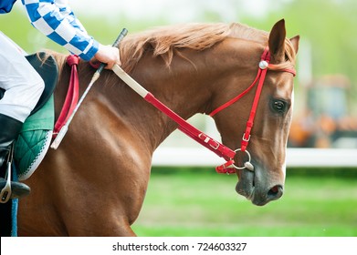 Running Chestnut Race Horse Portrait Closeup