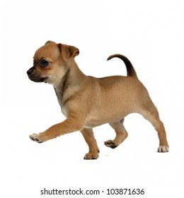 Running Chihuahua Puppy, Isolated On White Background