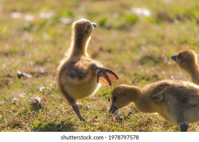 Running Clumsy Greylag Goose Fluffy Chick. Funny Bird