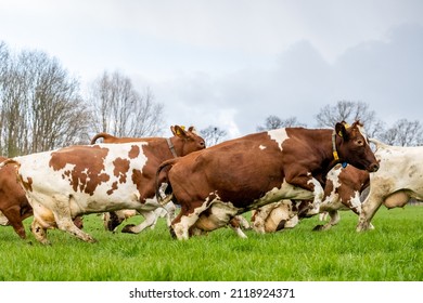 Running cows in the meadow