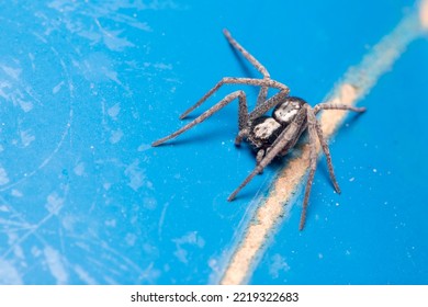 Running Crab Spider, Pulchellodromus Sp., Posed On A Blue Fence Under The Sun