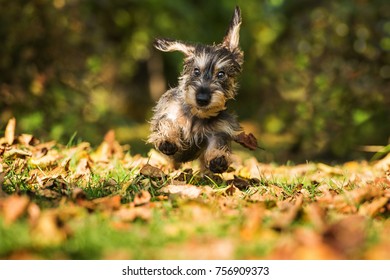 Running dachshund puppy in colorful autumn leaves