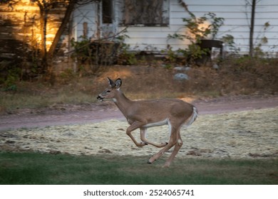 A running deer in the yard