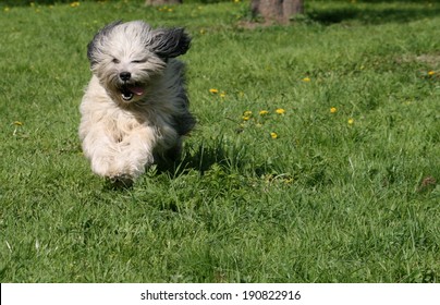 Running Dog Stock Photo 190822916 | Shutterstock