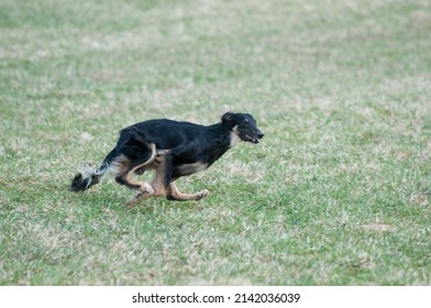 Running Dog At Lure Coursing Event