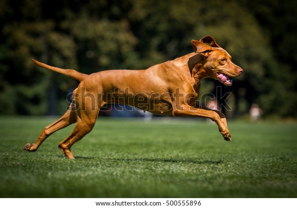 走る犬 走るマジャー犬 走るvizsla の写真素材 今すぐ編集