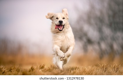 Running dog on grass
