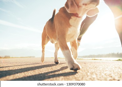 Running Dog Paws And Man Legs Close Up Image