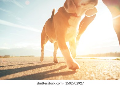 Running Dog Paws And Man Legs Close Up Image On Sunny Day