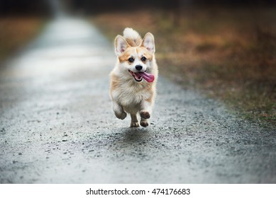 Running Dog In Rain