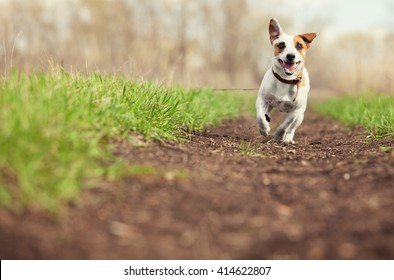 Running Dog At Summer. Jumping Fun And Happy Pet Walking Outdoors.