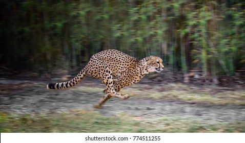 running full speed cheetah  - Shutterstock ID 774511255