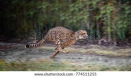 running full speed cheetah 
