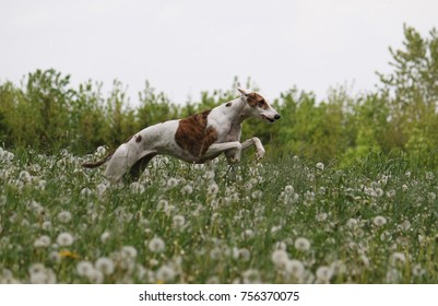 Galgo Espanol Hd Stock Images Shutterstock