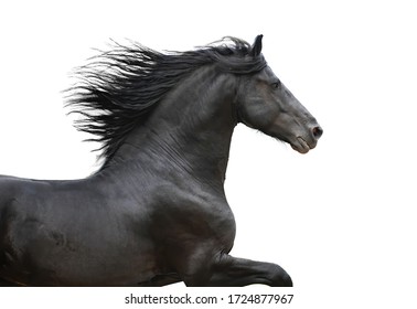 Running Gallop Friesian Black Horse On The White