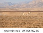 Running gazelle animal sirnak silopi cudi baby gazelle turkey jumping gazelle back mountain