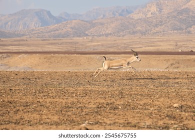 Running gazelle animal sirnak silopi cudi baby gazelle turkey jumping gazelle back mountain - Powered by Shutterstock