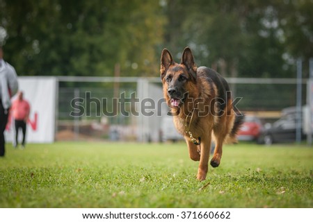 Running german shepherd
