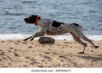 Running German Shorthaired Pointer while playing on the shore of the lake.
 - Shutterstock ID 2099696677