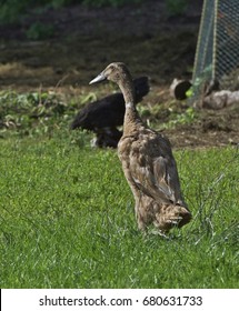 Running in the grass