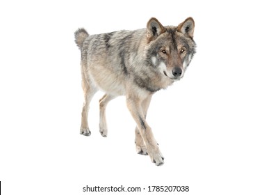 Running Gray Wolf Isolated On A White Background.